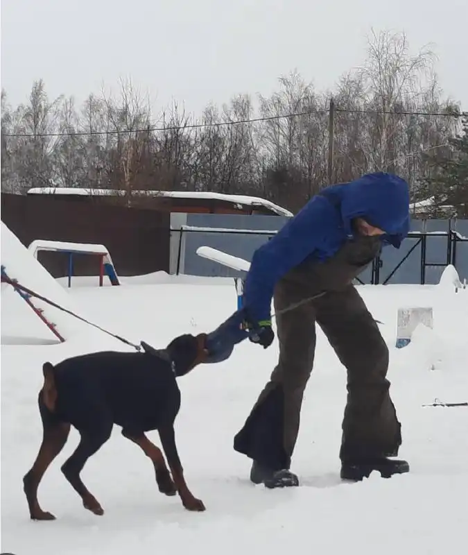 Отдам добермана в добрые руки