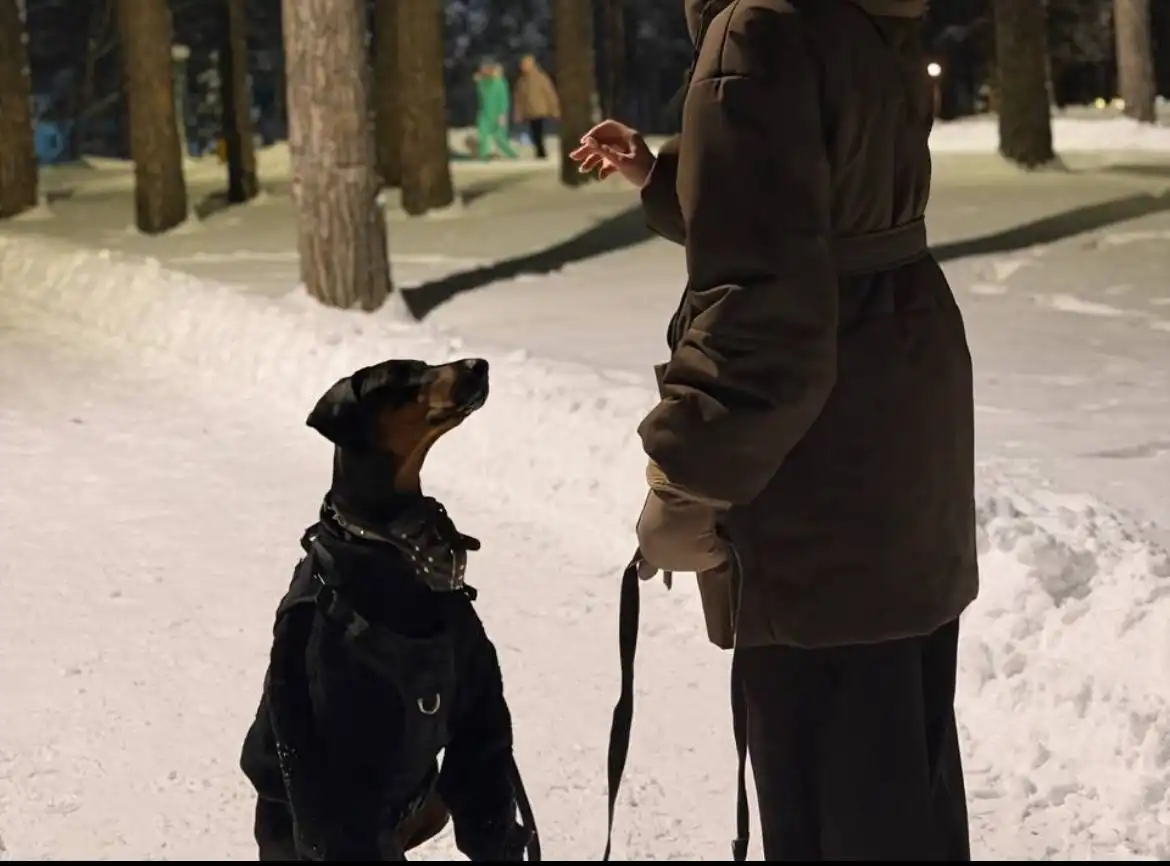 Отдам добермана в добрые руки