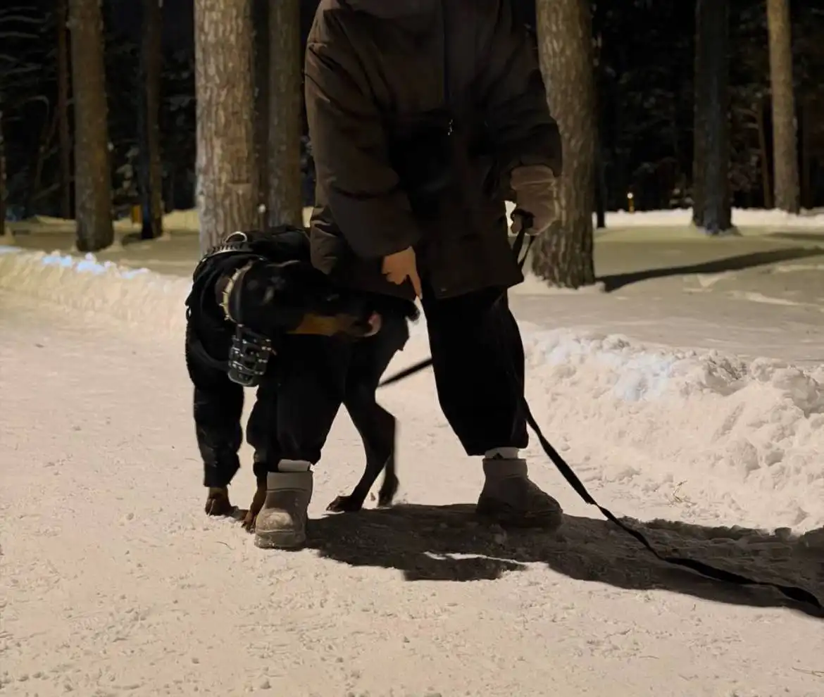 Отдам добермана в добрые руки