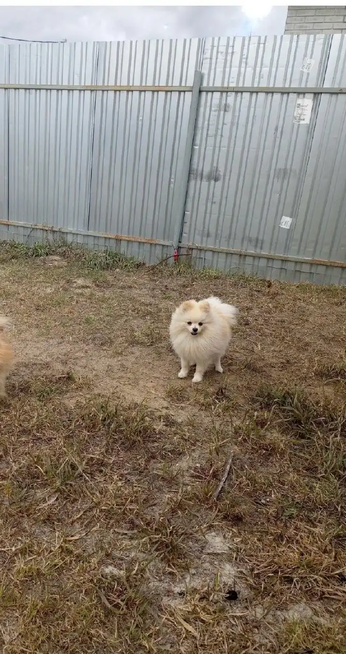 Шпиц 2,5 года (мальчик) с документами