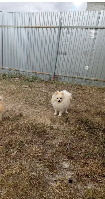 Шпиц 2,5 года (мальчик) с документами - Животные в Тюмень