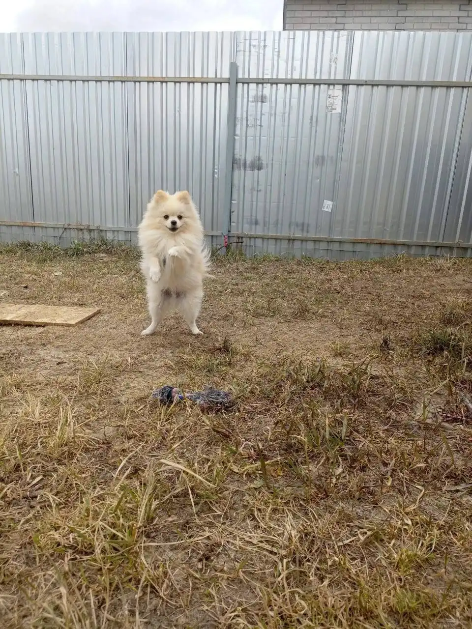 Шпиц 2,5 года (мальчик) с документами