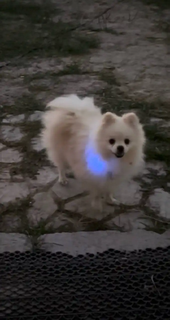 Шпиц 2,5 года (мальчик) с документами