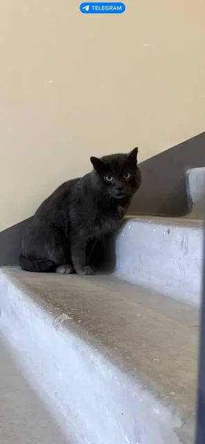 Кот британской или шотландской породы нуждается в доме в Тюмени - Животные в Тюмень