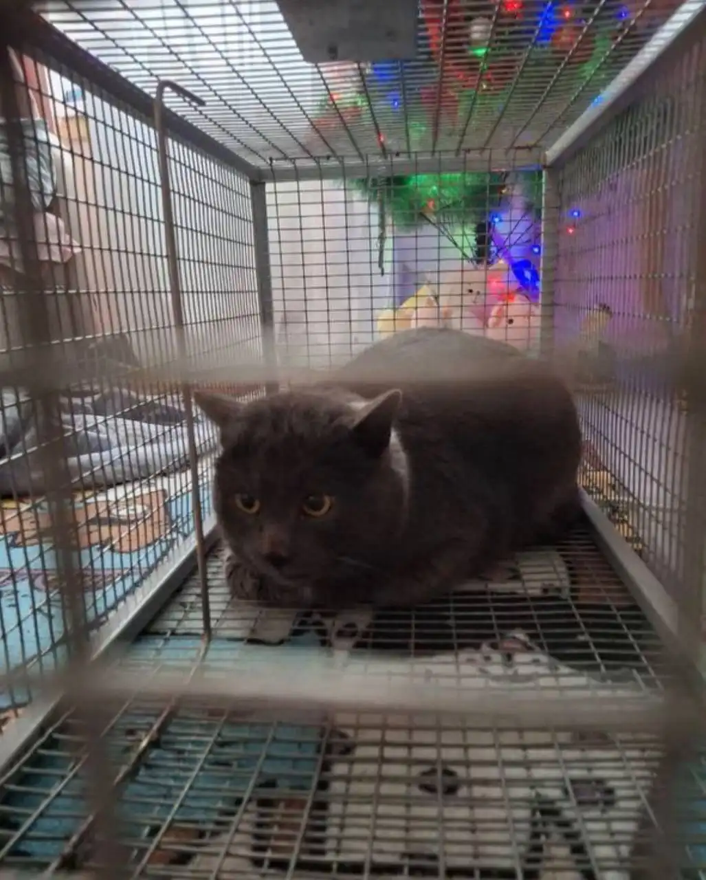 Кот британской или шотландской породы нуждается в доме в Тюмени