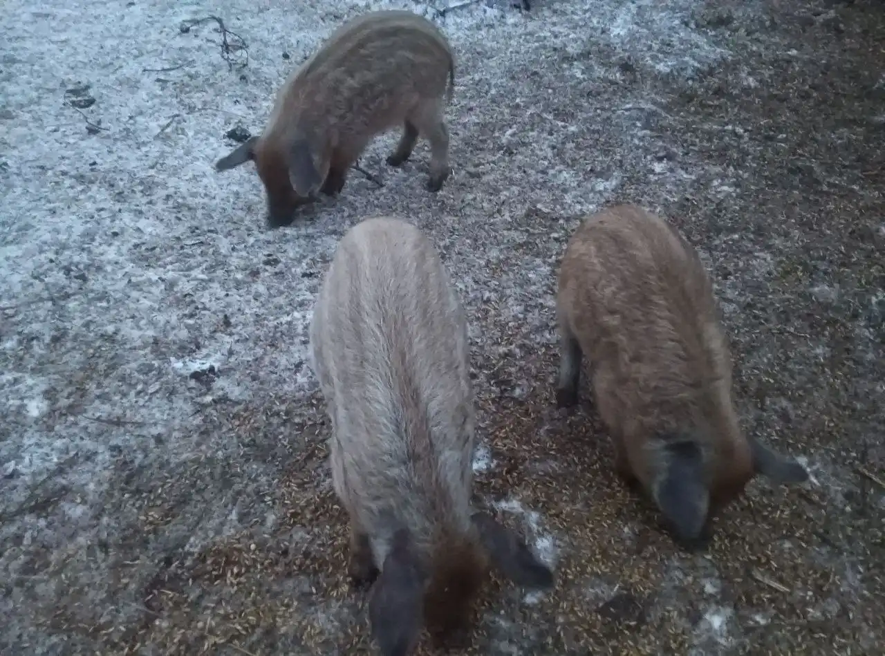 Продажа поросят породы венгерская мангалица