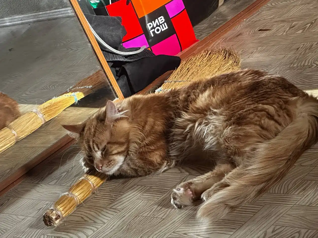 Кот породы Мейн-кун с полным комплектом - Кошки (Животные) в Тюмень