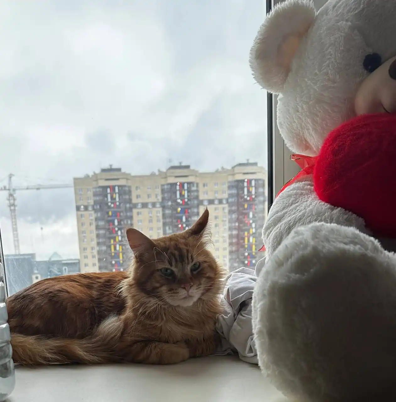 Кот породы Мейн-кун с полным комплектом - Кошки (Животные) в Тюмень