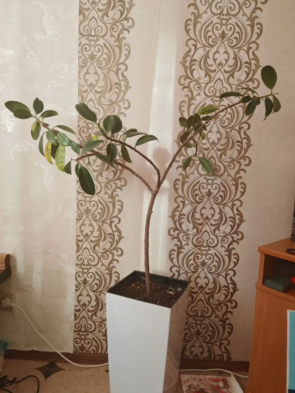 Продам фикус с кашпо - Декор (Для дома и дачи) в Тюмень