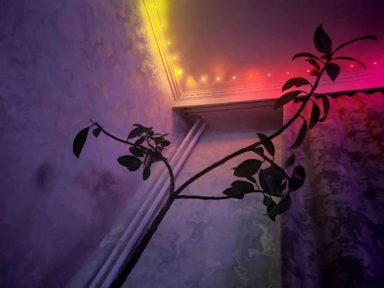 Продам фикус с кашпо - Декор (Для дома и дачи) в Тюмень