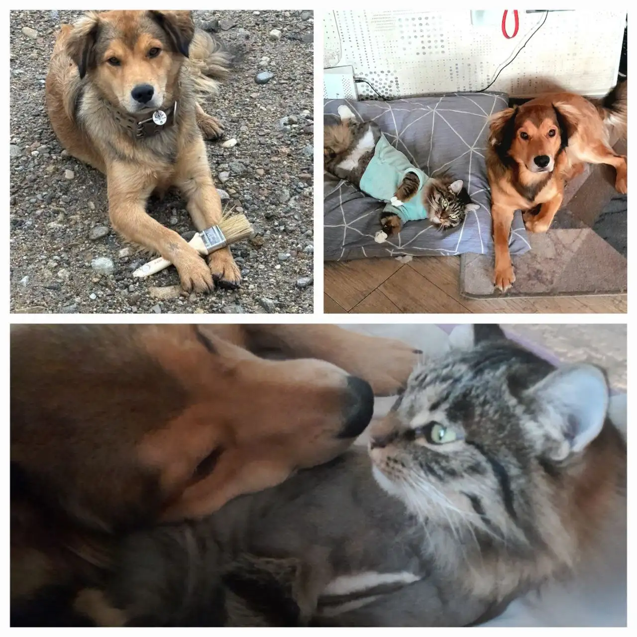 Щенок Макс для ответственных рук - Собаки (Животные) в Тюмень