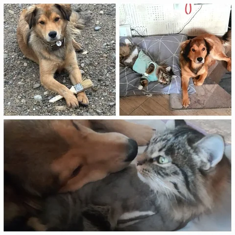 Щенок Макс для ответственных рук - Собаки в Тюмень