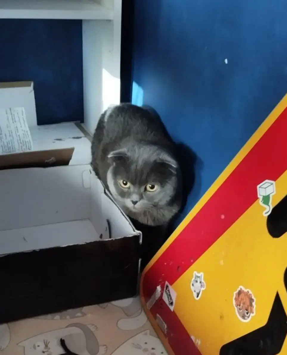 Найден шотландский вислоухий кот в Тюмени - Кошки (Животные) в Тюмень