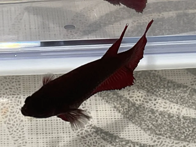 Самка рыбки петушка готовая к нересту - Сельскохозяйственные животные в Тюмень