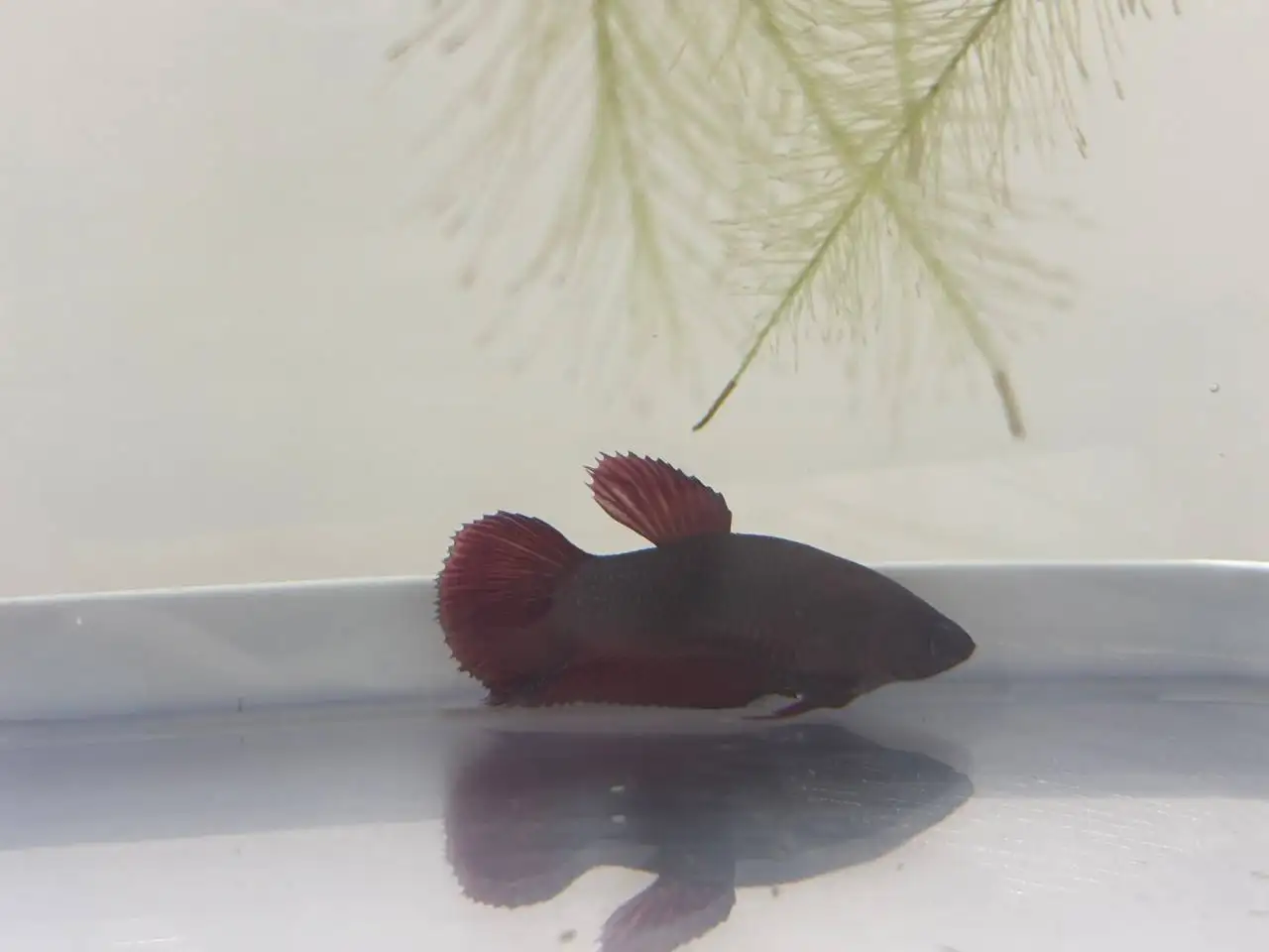 Самка рыбки петушка готовая к нересту - Рыбки (Животные) в Тюмень