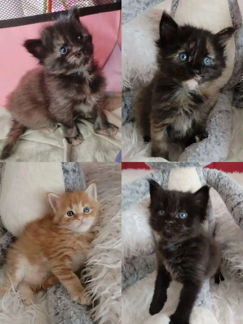 Бронирование котят породы Мейн-кун - Кошки (Животные) в Тюмень