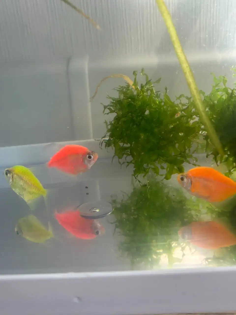 Продам аквариум 20 литров с рыбками и полным комплектом - Животные (Барахолка) в Тюмень