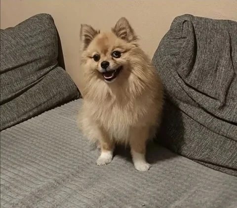 Потерялась шпиц девочка Хонда - Животные в Тюмень