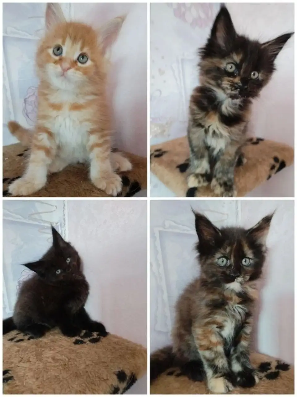 Продажа котят Мейн-кун - Кошки (Животные) в Тюмень