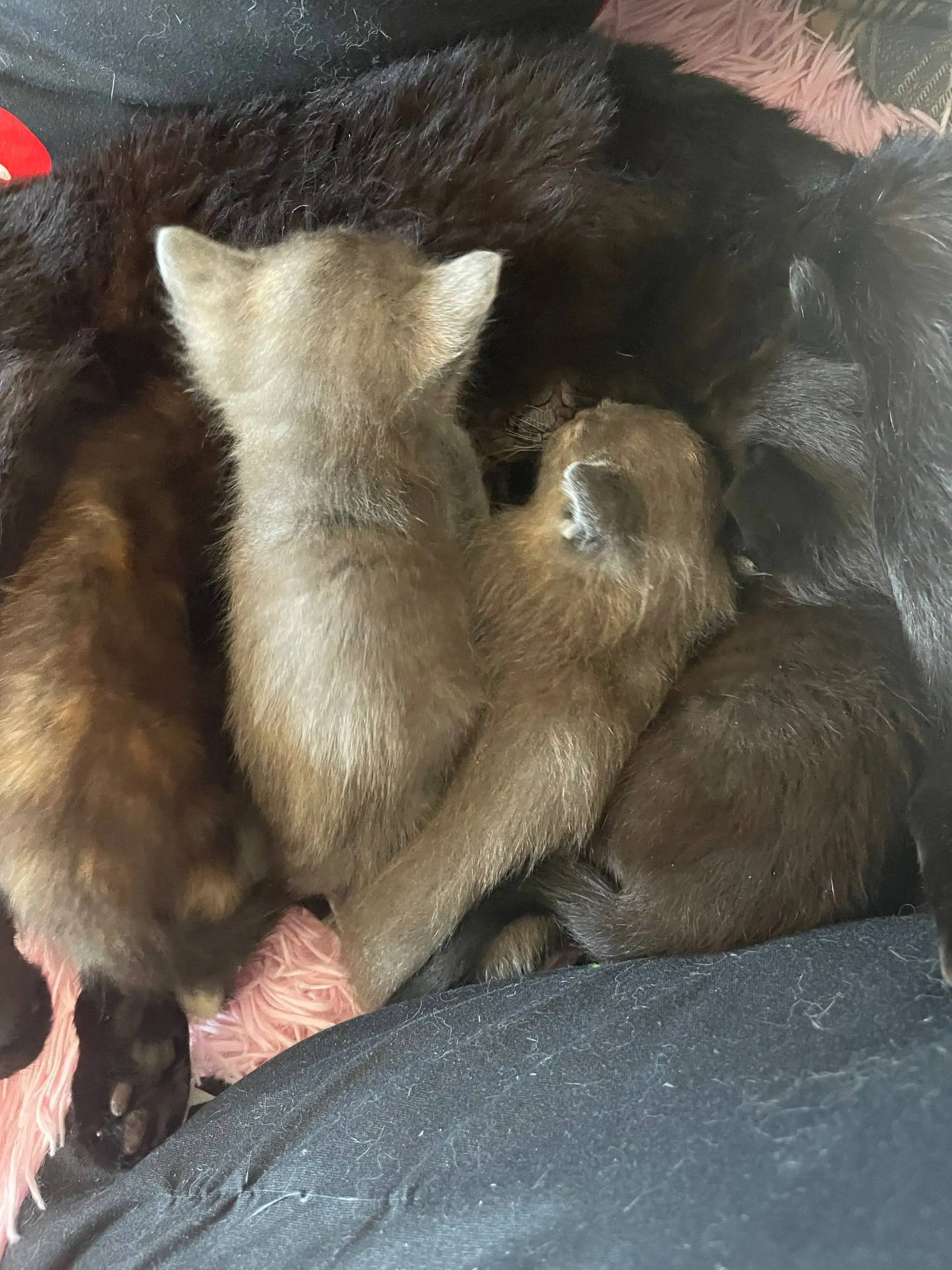 Котята в добрые руки - Кошки (Животные) в Тюмень