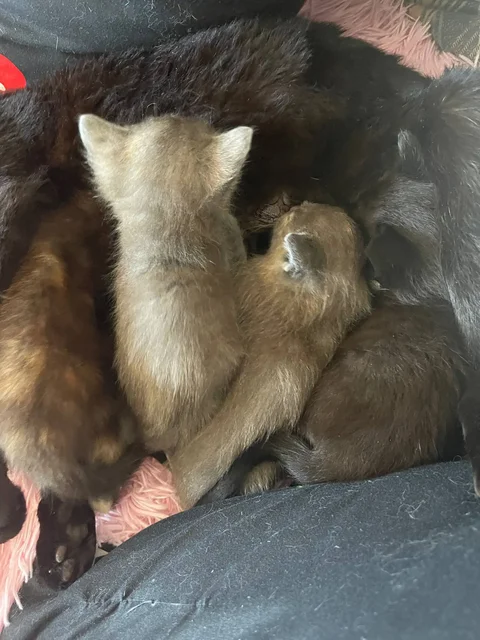 Котята в добрые руки - частное объявление в Тюмень