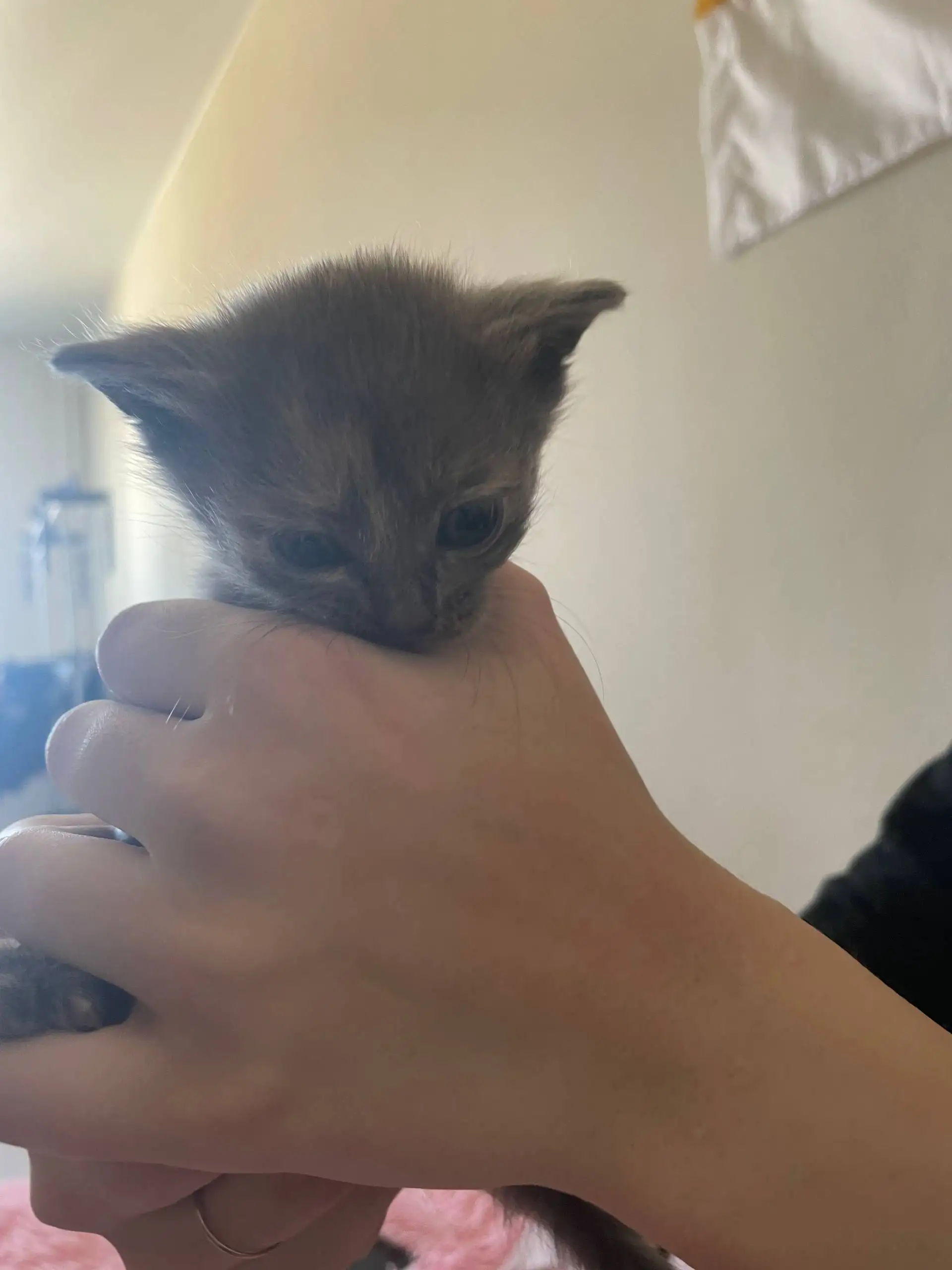 Котята в добрые руки - Кошки (Животные) в Тюмень