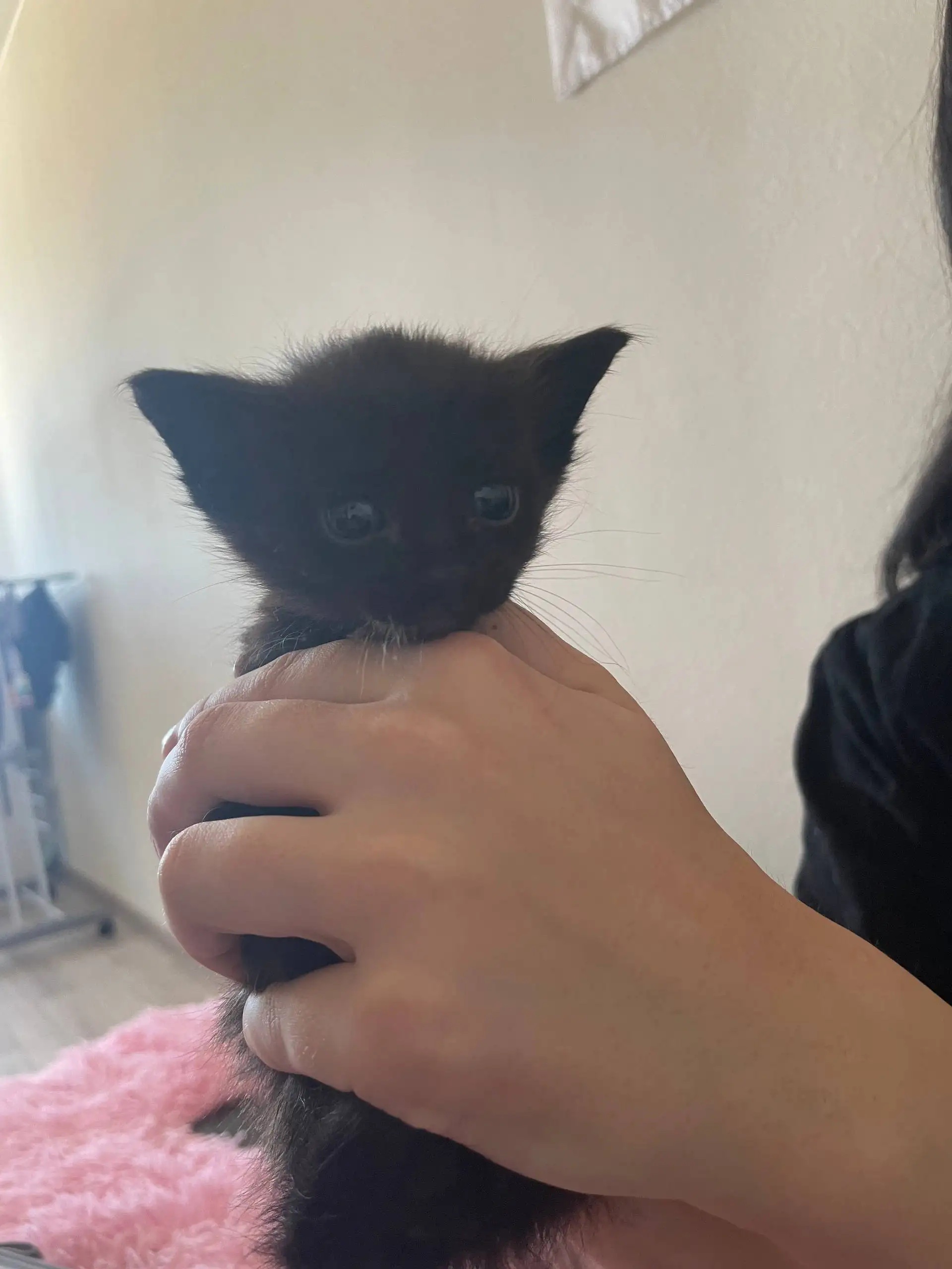 Котята в добрые руки - Кошки (Животные) в Тюмень