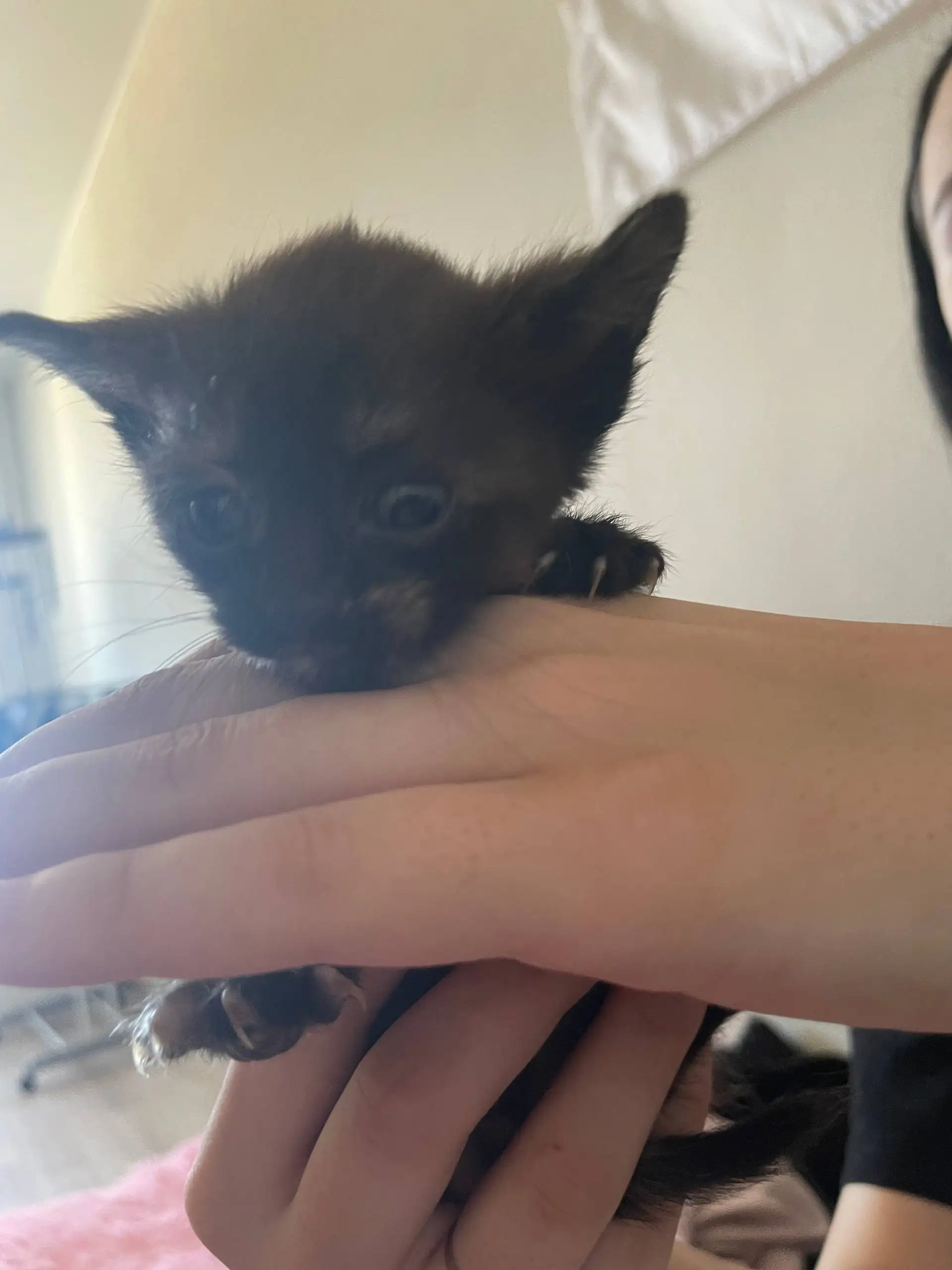 Котята в добрые руки - Кошки (Животные) в Тюмень