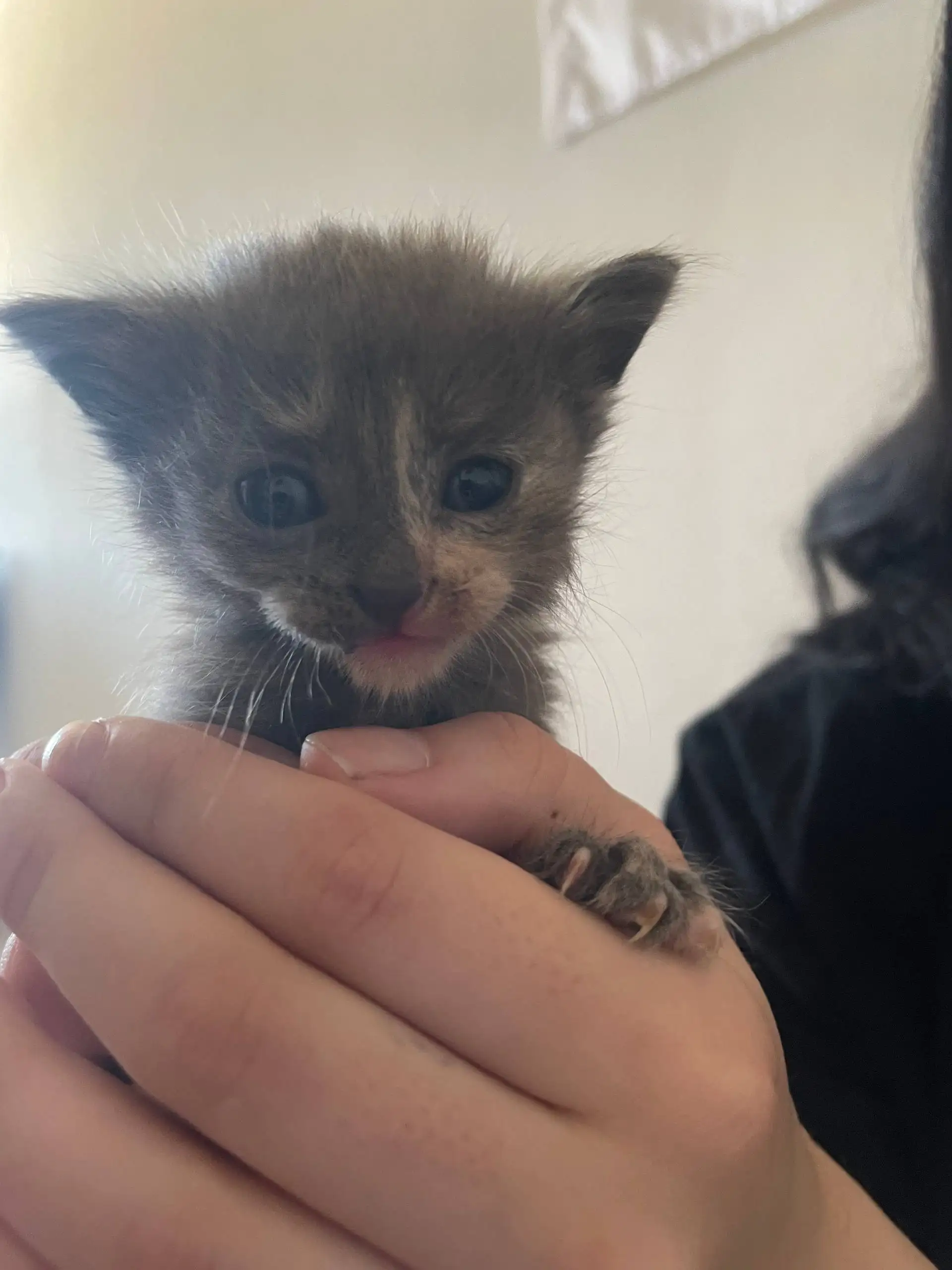 Котята в добрые руки - Кошки (Животные) в Тюмень