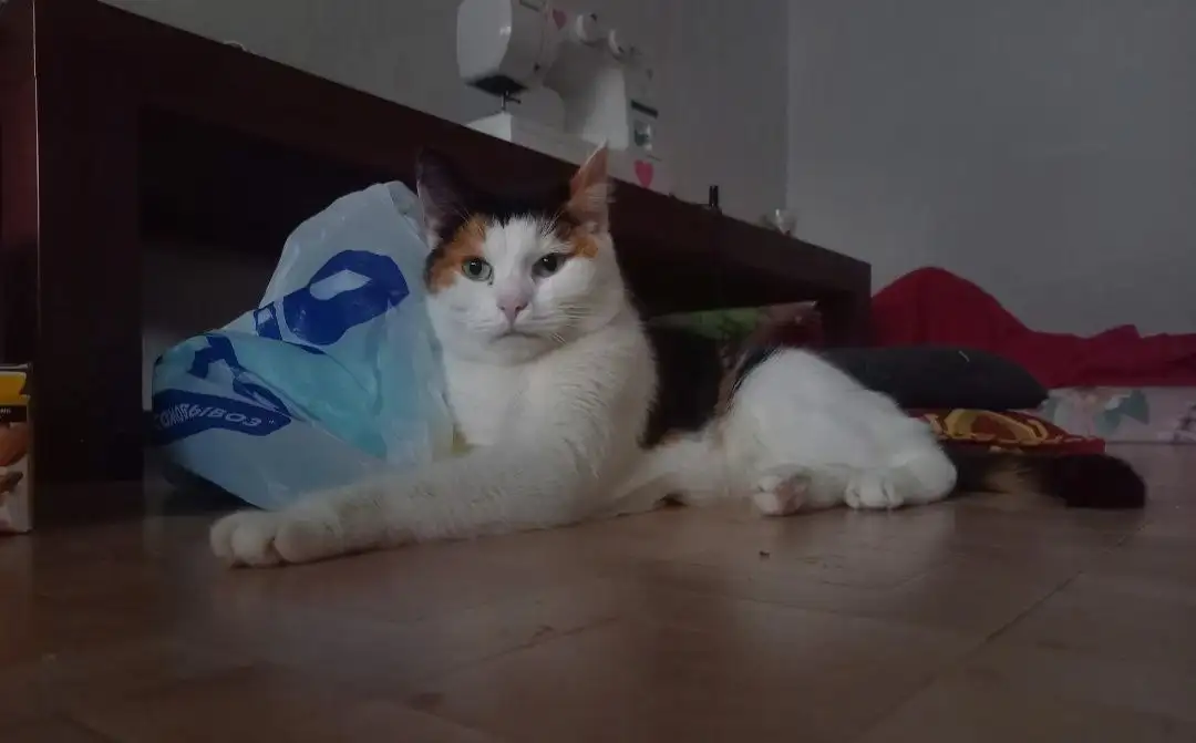 Кошка Майя ищет новый дом - Кошки (Животные) в Тюмень