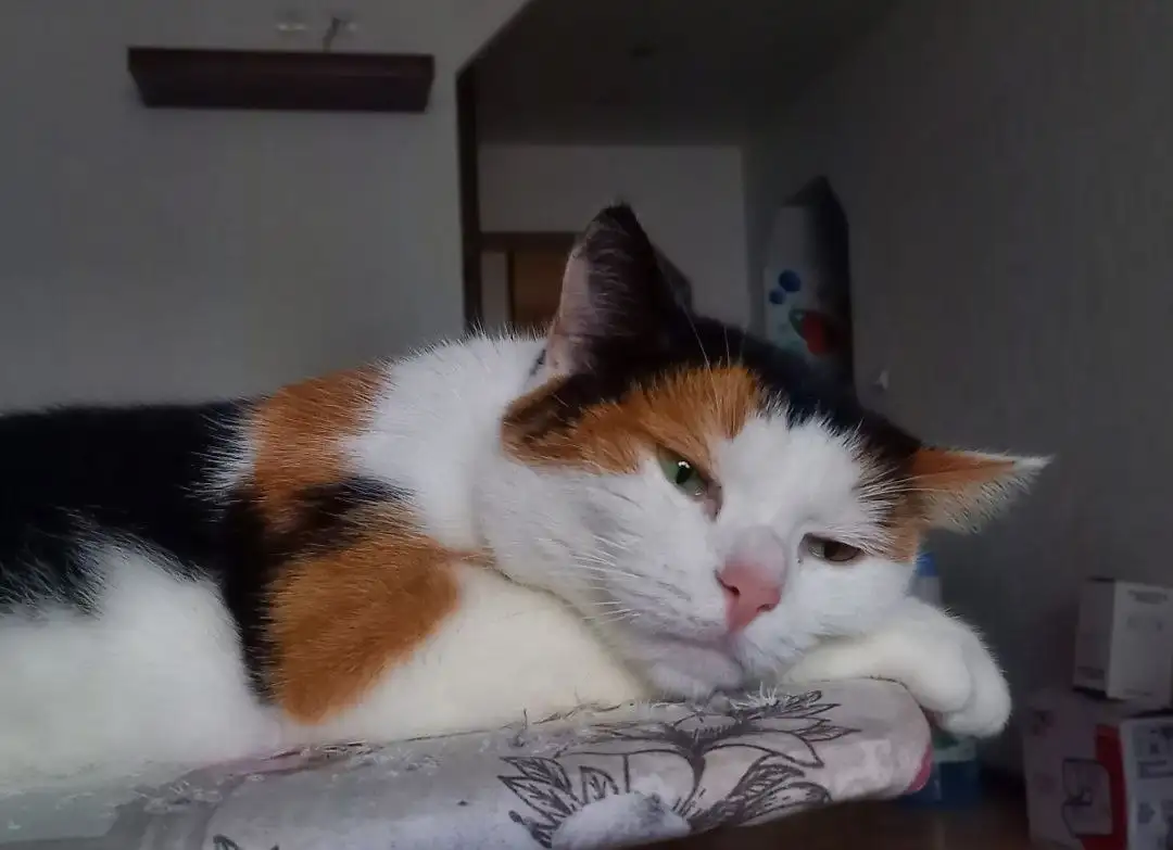 Кошка Майя ищет новый дом - Кошки (Животные) в Тюмень