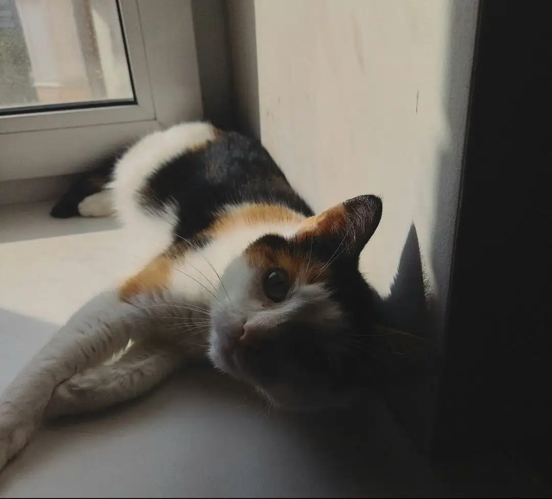 Кошка Майя ищет новый дом - Кошки (Животные) в Тюмень