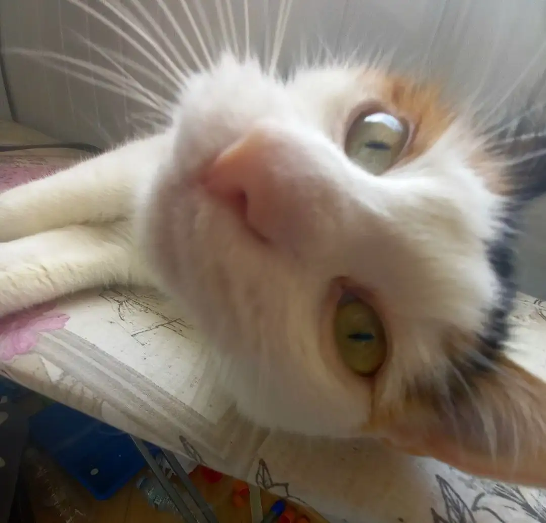 Кошка Майя ищет новый дом - Кошки (Животные) в Тюмень