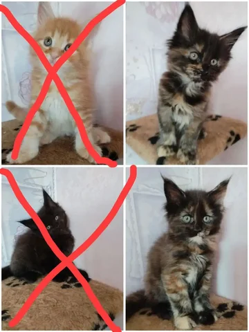 Продаются котята Мейн-кун - частное объявление в Тюмень
