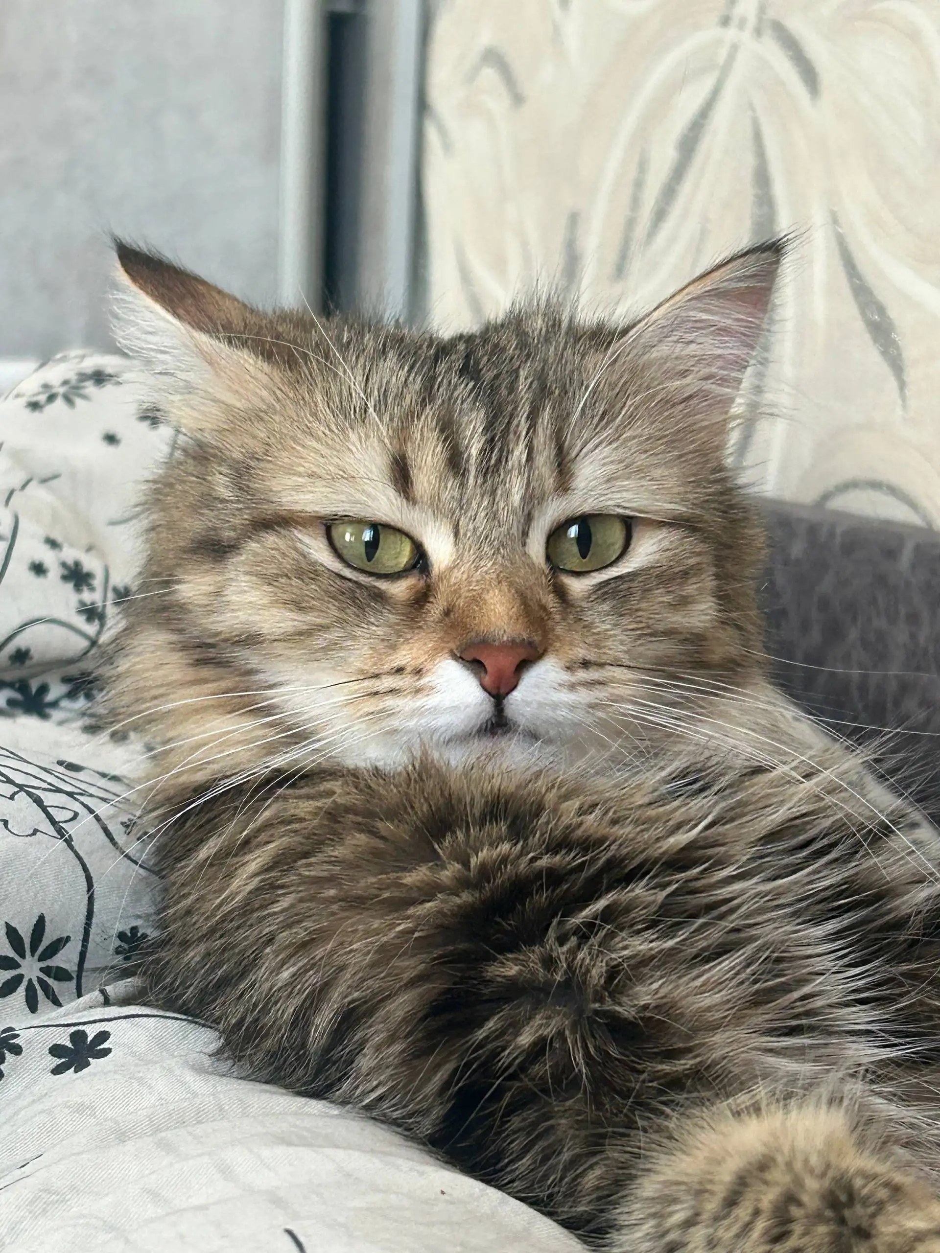 Пропала кошка - Барахолка в Тюмень