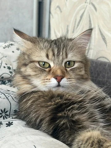 Пропала кошка - Товары для творчества в Тюмень