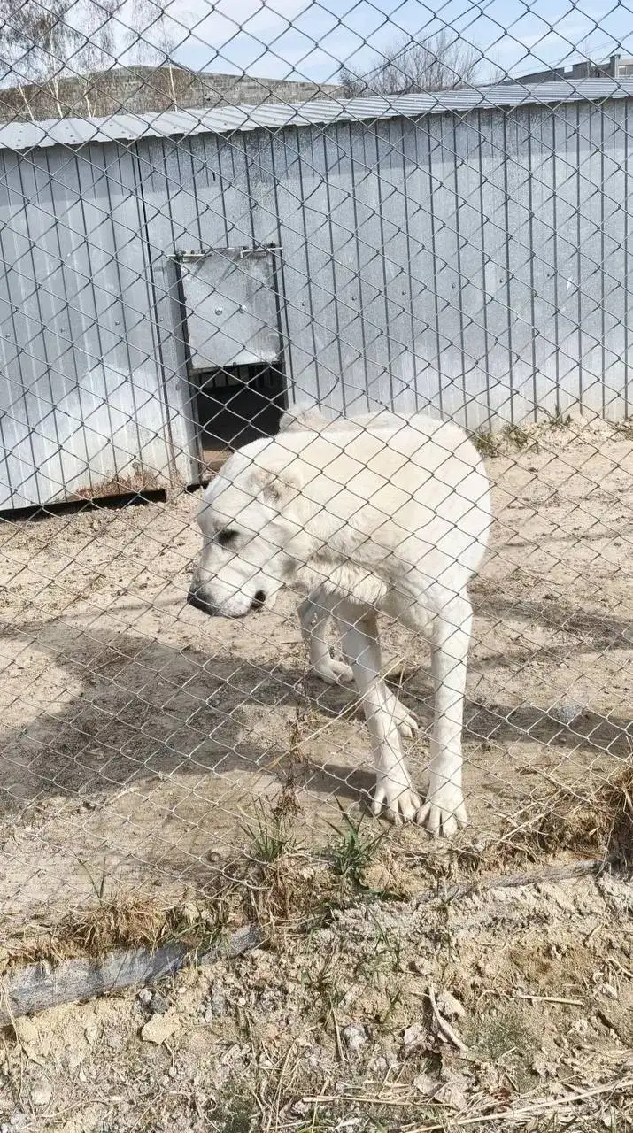Алабай в добрые руки - Собаки (Животные) в Тюмень