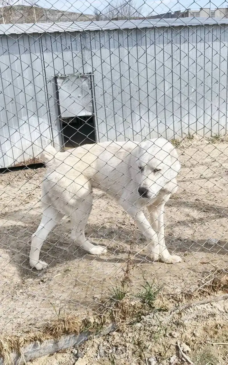 Алабай в добрые руки - Собаки (Животные) в Тюмень