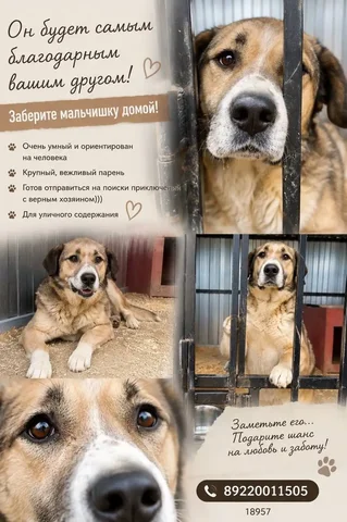 Продам крупную собаку - умный и вежливый пёс - Ветеринария в Тюмень