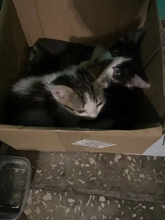 Отдам котят срочно в районе дома обороны - Кошки (Животные) в Тюмень