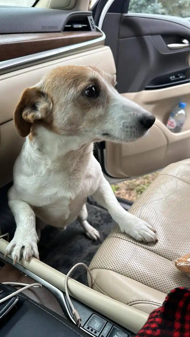 Пропала собака Джек Рассел терьер