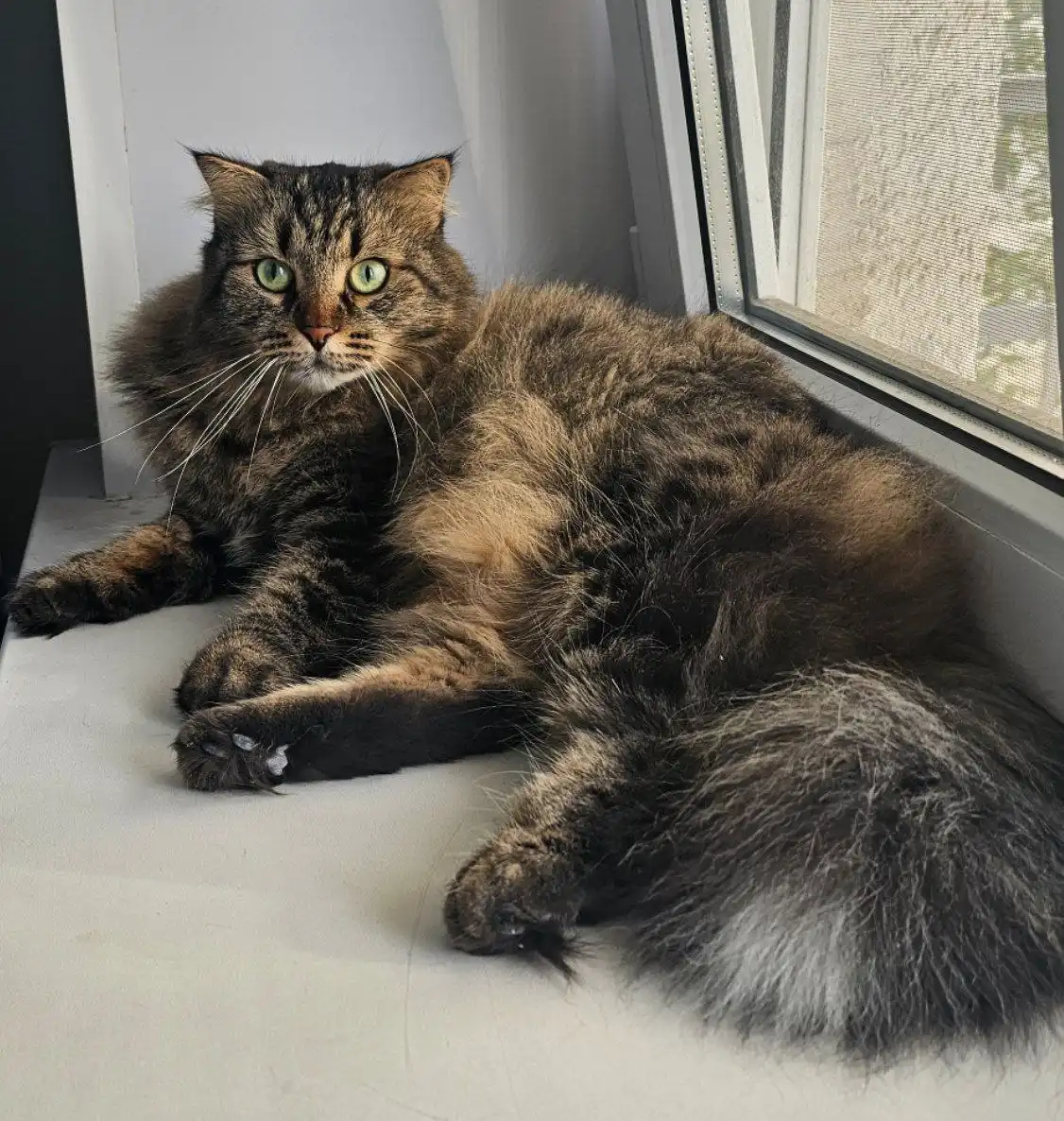 Кошка в добрые руки