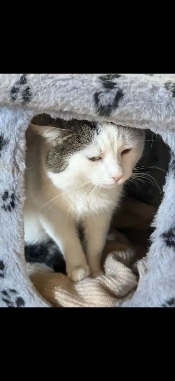 Пропал котик в Гайдуке