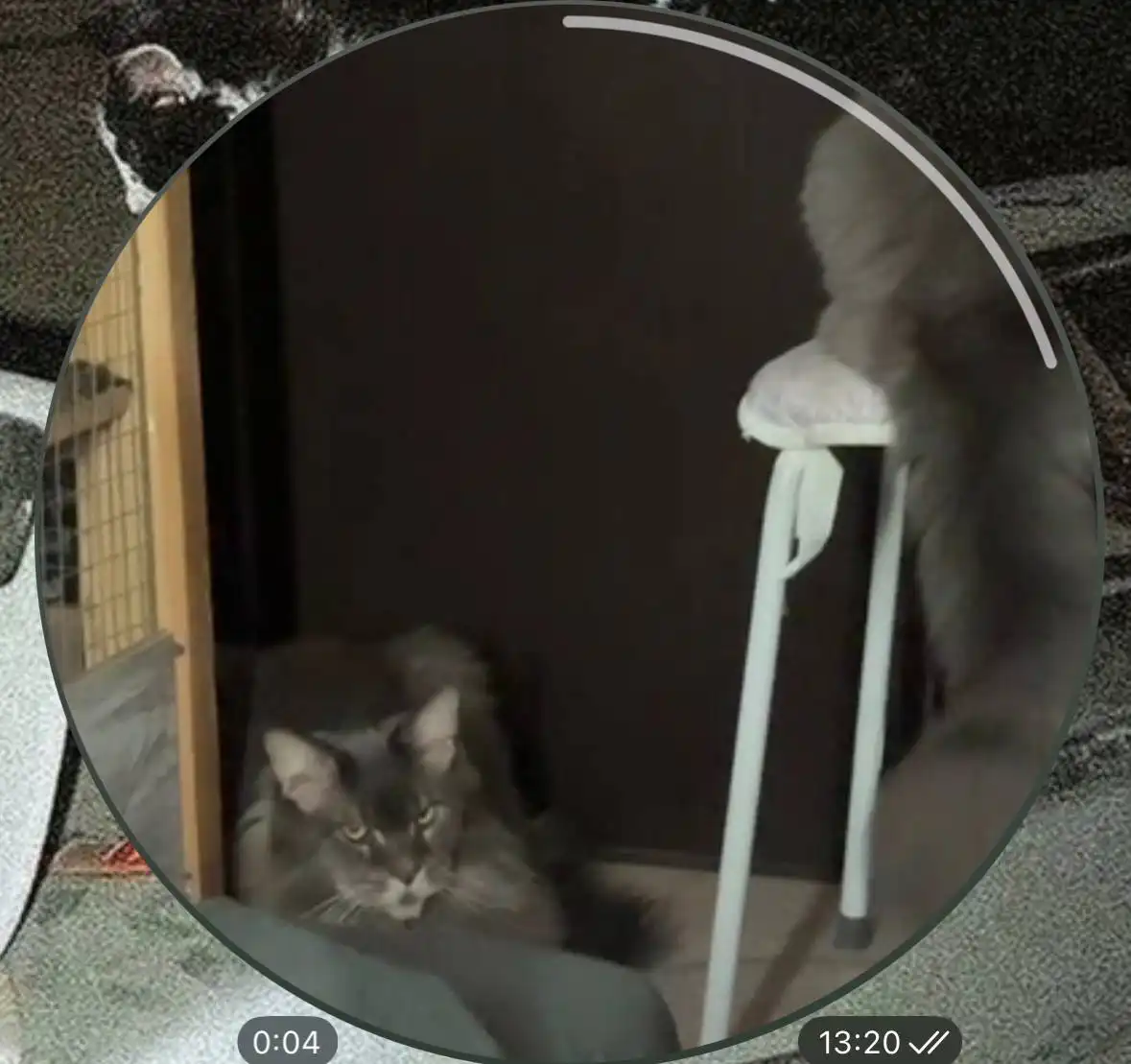 Пропавшая кошка в районе Бон пассажа