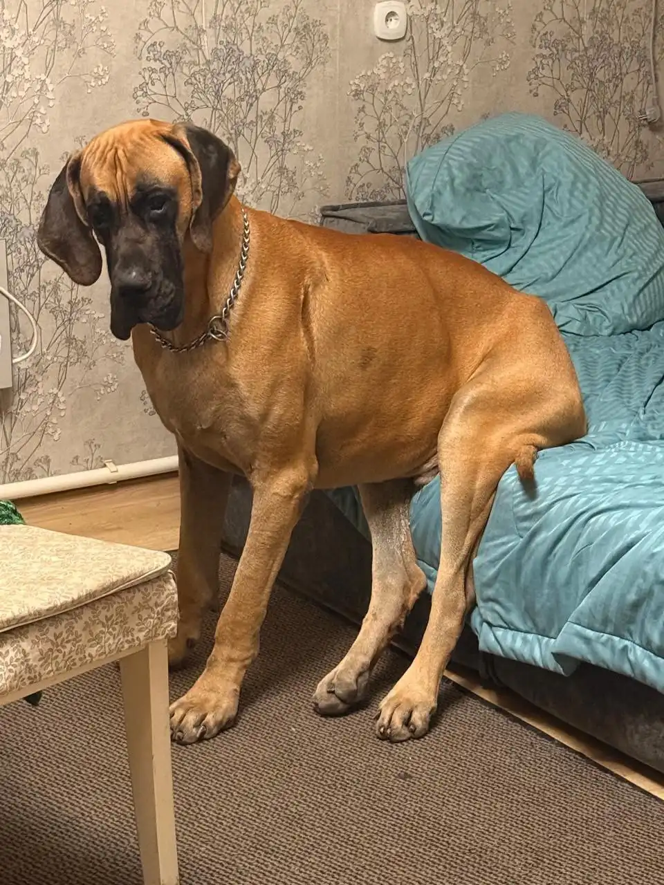 Поиски немецкого дога Ханоя в Новороссийске