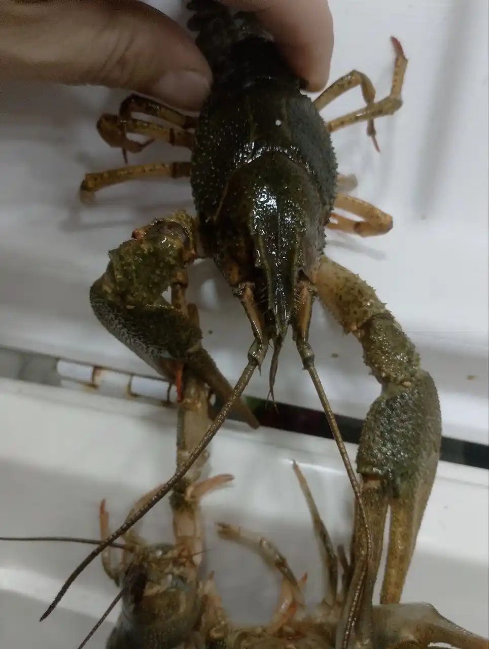 Волжские Раки в наличие и на заказ - Животные в Самара