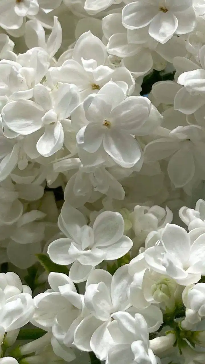 Оздоровительные массажи и процедуры