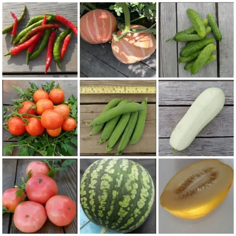 Семена скороспелых овощей для Сибири - Спортивный инвентарь в Новосибирск