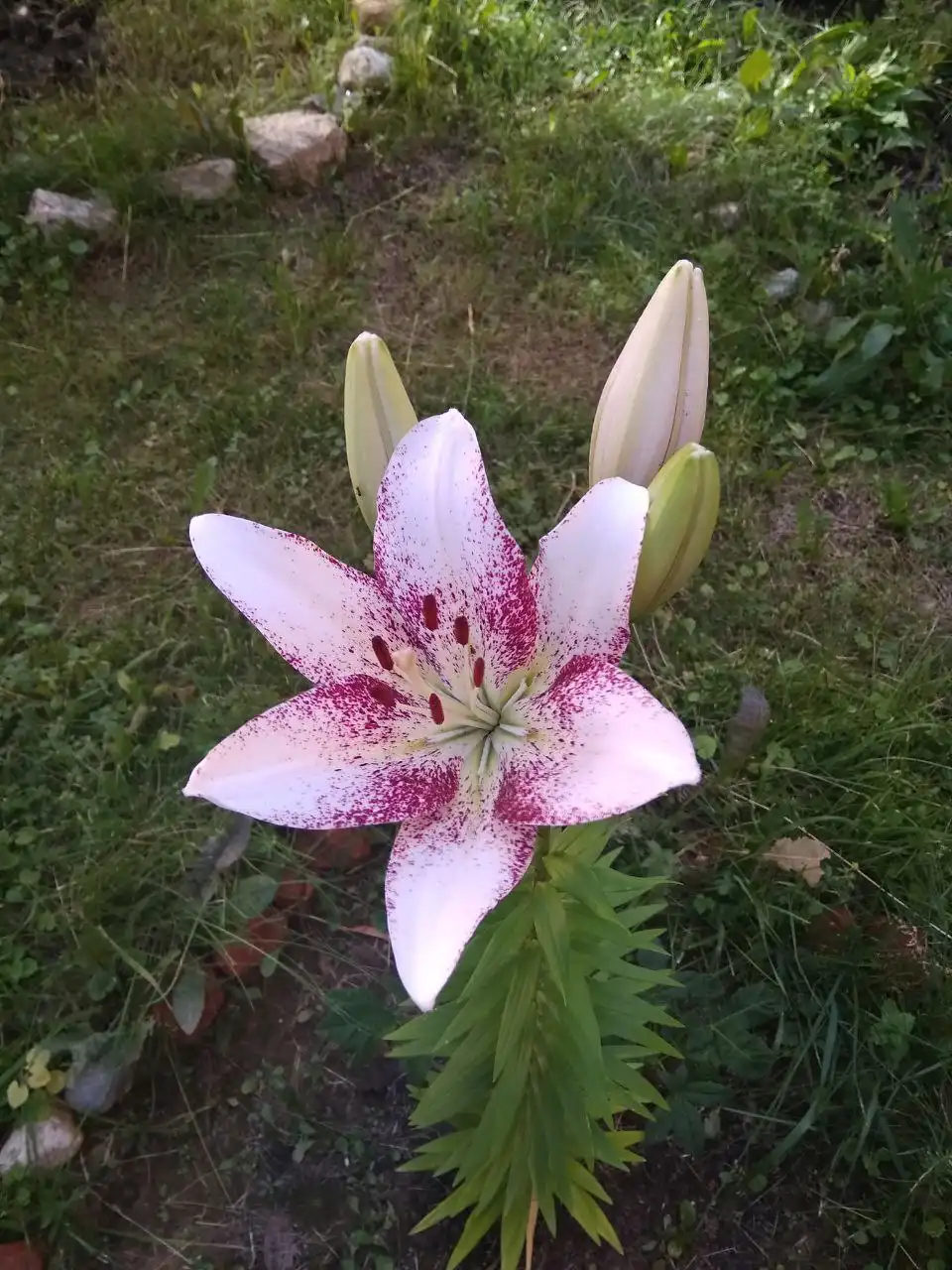 Цвет года 2026 Cloud Dancer от Pantone - Барахолка в Псковская область