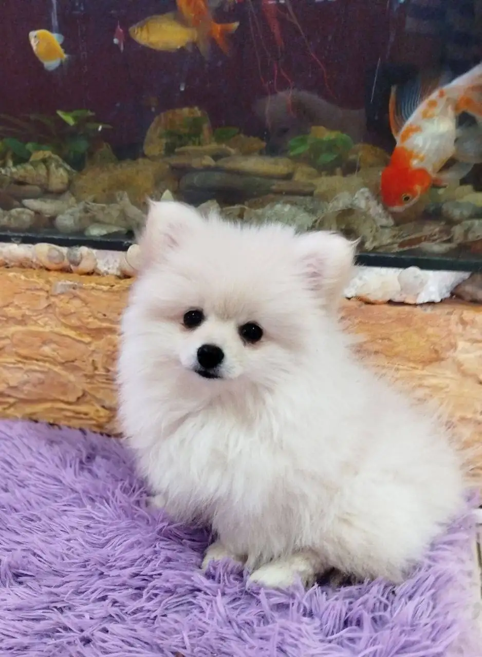 Померанский шпиц, девочка 3 месяца - Собаки (Животные) в Псковская область